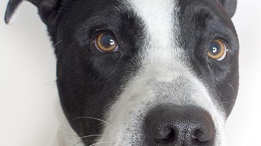 Free rabies vaccination clinic for dogs set for Saturday in Tucson